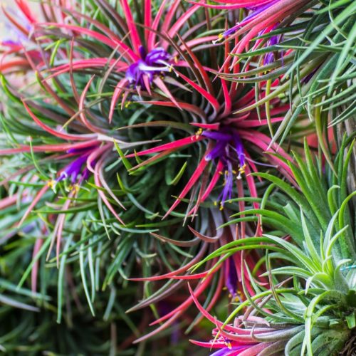  Tillandsia Ionantha Green Branch Air Plant – FANTASTISCHE Luftpflanze