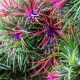  Tillandsia Ionantha Green Branch Air Plant – FANTASTISCHE Luftpflanze