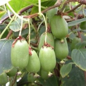    MINI KIWI dr Szymanowski ACTINIDIA Selbstbestäubende Pflanze