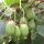  MINI KIWI dr Szymanowski ACTINIDIA Selbstbestäubend