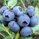  Blaubeeren und Sierra-Beeren, Sämlinge im 2-3l-Behälter, 40-50 cm