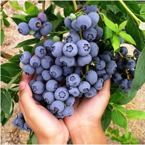  Hannah's Choice Blaubeeren und Blaubeerkeimlinge im 1-2l-Behälter, 15-20 cm