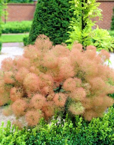 JUNGE LADY Podolischer Perückenbaum 50 cm im Topf