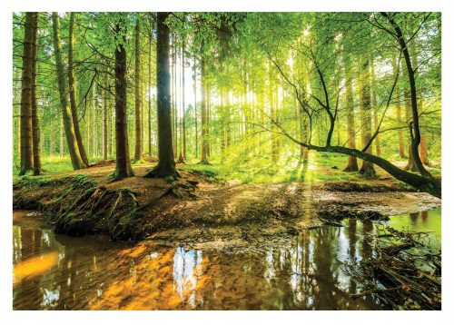 Fototapete WALDBÄUME NEBEL NATUR 3D-ANSICHT 368x254
