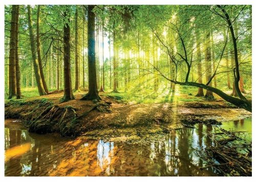 VINYL-Tapete Wald Bäume Natur 3D 368x254