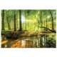VINYL-Tapete Wald Bäume Natur 3D 368x254