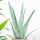  Aloe-Vera-Keimling im 0,5l-Behälter