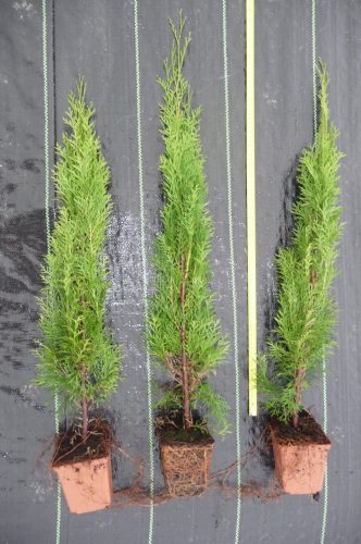  THUJA EMERALD IM TOPF, 1 Meter -15 Stück!!
