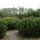  Pinus MUGO Latschenkiefer - Latschenkiefer | C3 |