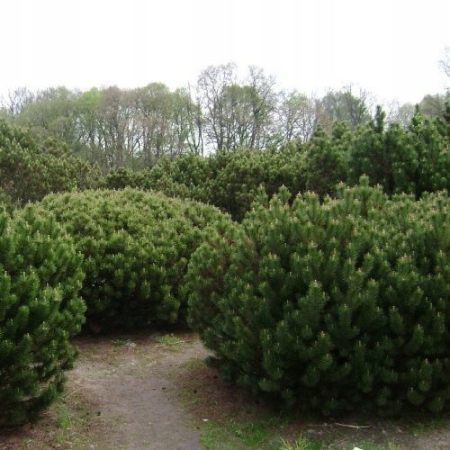  Pinus MUGO Latschenkiefer - Latschenkiefer | C3 |