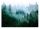 Fototapete für das Wohnzimmer FOREST IN THE MOG 3D Bäume 368x254