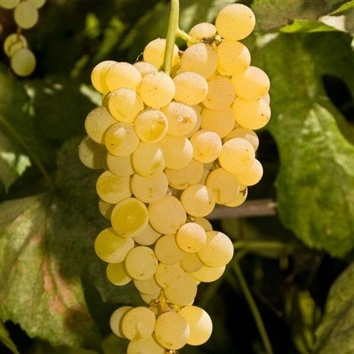  Bianca-Rebensämling im 1-2l-Behälter, 20-25 cm
