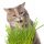  KATZENGRAS Cyperus Zumula Katzengras KATZENSCHATZ - Naturprodukt