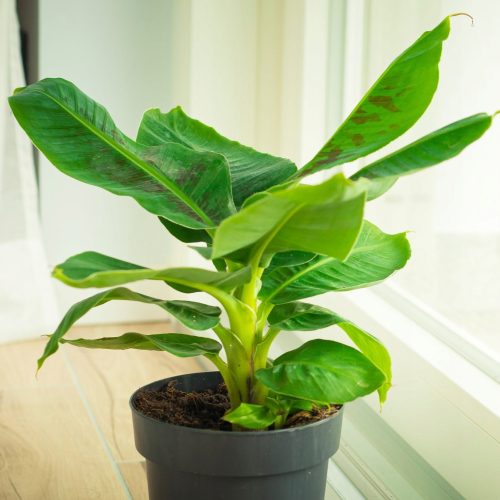  Musa-Sämling in einem 1-2-Liter-Behälter