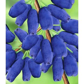    Heidelbeeren und Heidelbeeren Advant Jolanta Sämling im Behälter 0,5-1l 15-20 cm