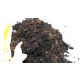  SAURER TORF-TEICH 20 L ANTIGLONE + STEIN