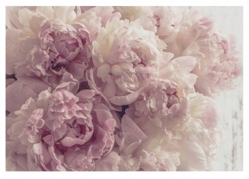 Fototapete PFINGSTROSEN BLUMEN WOHNZIMMER SCHLAFZIMMER 520x318