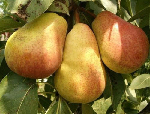  Birnbäume KLAPSA Birnbaum, Sämling mit nackten Wurzeln, 120-150 cm