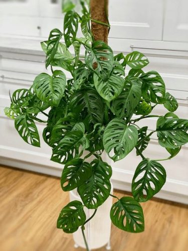  Monstera Monkey Mask Adansonii – Sehr schöne Schweizer Käseblume