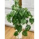  Monstera Monkey Mask Adansonii – Sehr schöne Schweizer Käseblume