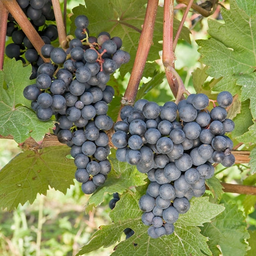  Rondo-Rebe, Sämling im 1-2l-Behälter, 20-25 cm