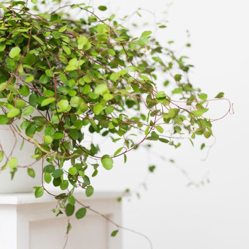  Muehlenbeckia complexa Muehlenbeckia densea