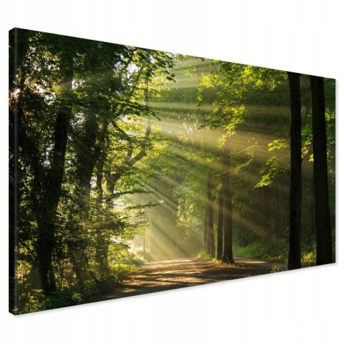  Bild auf Leinwand Waldbäume 120x80