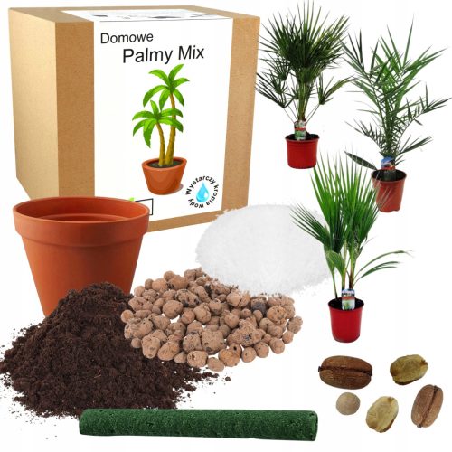  PALM-Anzuchtset, Palmensamen MIX exotisch