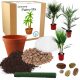  PALM-Anzuchtset, Palmensamen MIX exotisch