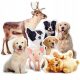 Kissen 3D-Fotokissen mit dem Foto Ihres Hundes und Ihrer Katze