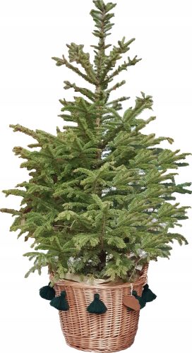 Weihnachtsbaumständer WEIDEKORB FÜR WEIHNACHTSBAUM, NATURSTÄNDER, ANHÄNGER