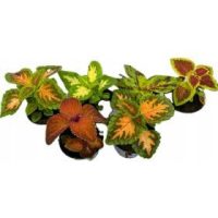 Ein- und zweijährige Pflanzen