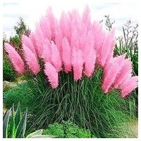 Ziergräser für den Garten