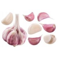 Knollen, Zwiebeln, Rhizome